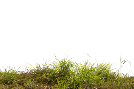 Grass isolated on white background.の写真素材