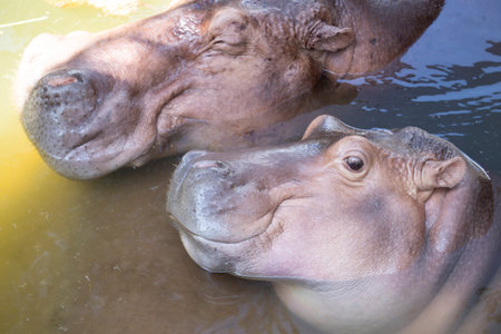 Hippopotamus family relax.