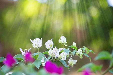 bougainvilleas in morning with blurred background.