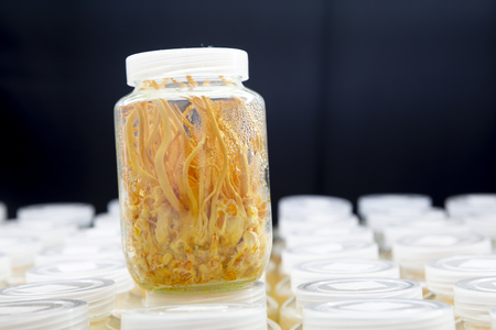Cordyceps militaris in laboratory.Healthier choice  concept.の写真素材