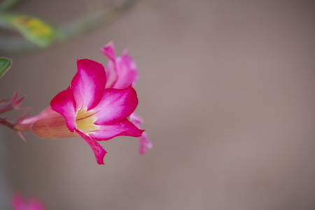 Pink bignonia  flower.Desert  rose flower with blurred background.の写真素材