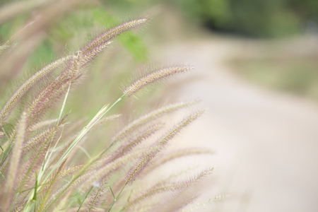Grass flower with blurred background.Memory concept.の写真素材