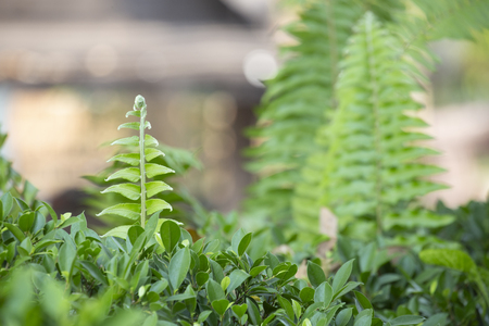 Beautiful green ferns leaves with blurred background. Fern growing in  garden.の写真素材