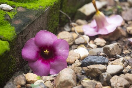 Flower blossoms falling. Garden plants concept.の写真素材