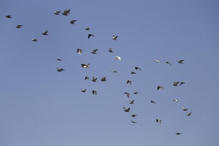 Flocks of flying pigeons in the blue sky . の写真素材