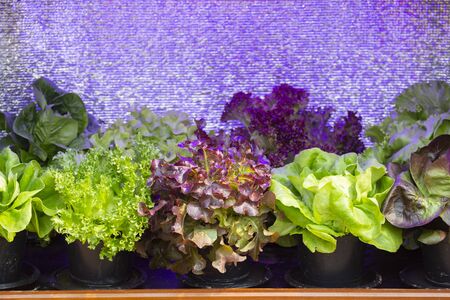 Salad or Lettuce. Home-grown vegetable concept.の写真素材