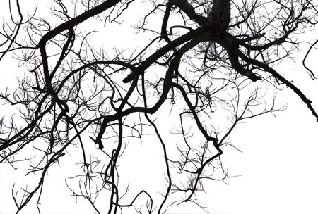 Dead branches, Silhouette dead tree or dry tree on white backgroundの写真素材