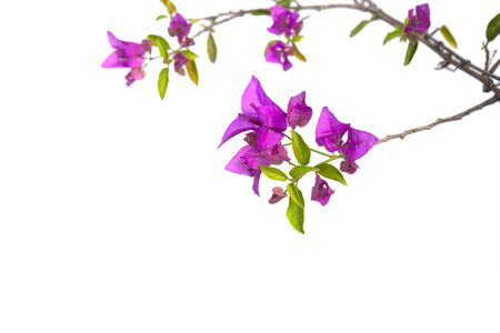 Bougainvilleas branch isolated on white background.の写真素材