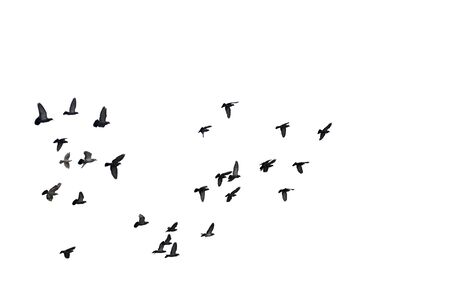 Flocks of flying pigeons isolated on white background.の写真素材