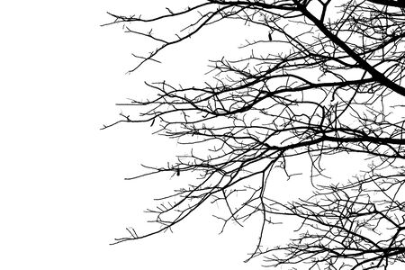 Dead branches, Silhouette dead tree or dry tree  on white background.の写真素材