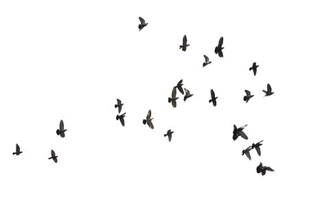Flocks of flying pigeons isolated on white background.の写真素材
