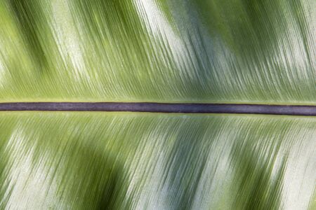 Asplenium nidus background. Leaf background concept.の写真素材