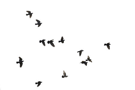 Flocks of flying pigeons isolated on white background.の写真素材
