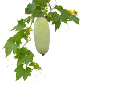 Winter gourd or Ash gourd isolated on white.の写真素材