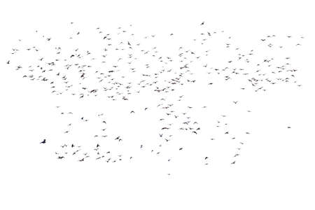 Flocks of flying pigeons isolated on white background.の写真素材