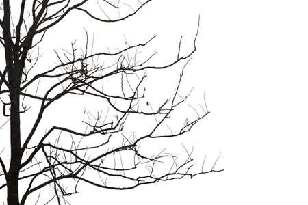 Dead branches isolate on white background.の写真素材