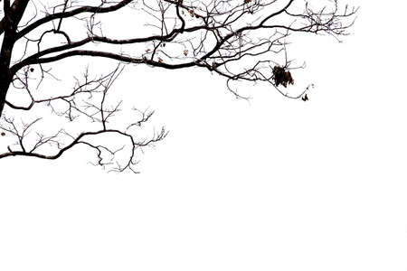 Dead branches isolate on white background.の写真素材