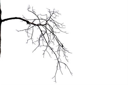 Dead branches isolate on white background.の写真素材