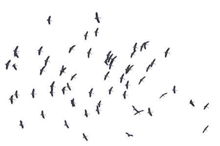 Flocks of flying birds isolated on white background.の写真素材