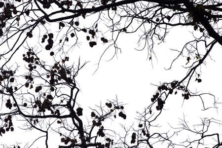 Dead branches isolate on white background.の写真素材