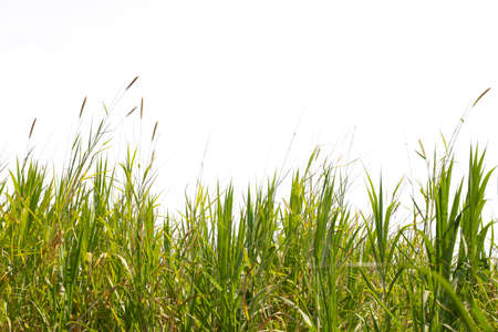 Grass isolated on white background.の写真素材