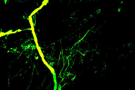 Gold marble  texture or background. abstract  gold .の写真素材