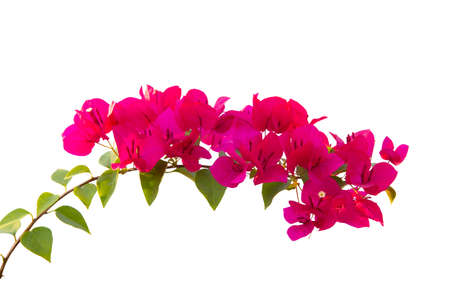 Bougainvilleas isolated on white background.の写真素材