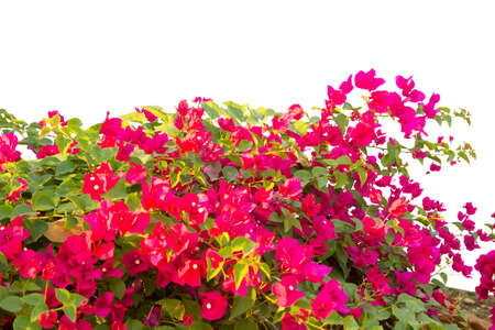 Bougainvilleas isolated on white background.の写真素材