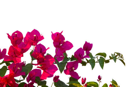 Bougainvilleas isolated on white background.の写真素材