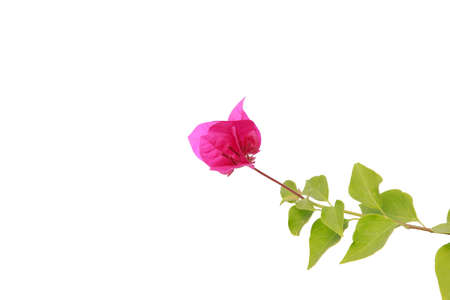 bougainvilleas isolated on white background.の写真素材