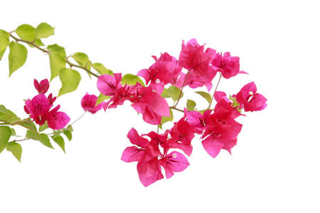 bougainvilleas isolated on white background.の写真素材