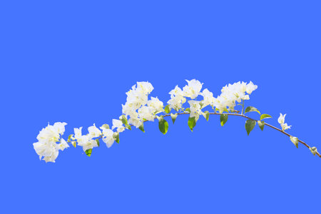 bougainvilleas isolated on blue screen background.の写真素材