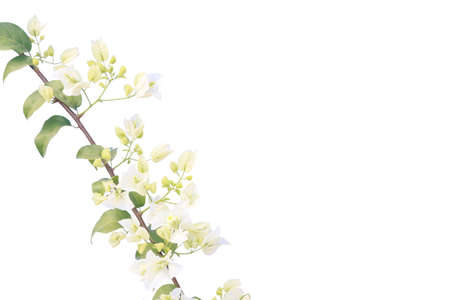 bougainvilleas isolated on white background.の写真素材