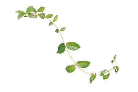 Purple Wreath  leaves isolated on white background make with lipping path. Green ivy concept.の写真素材