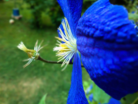 Blue Flower Macroの写真素材