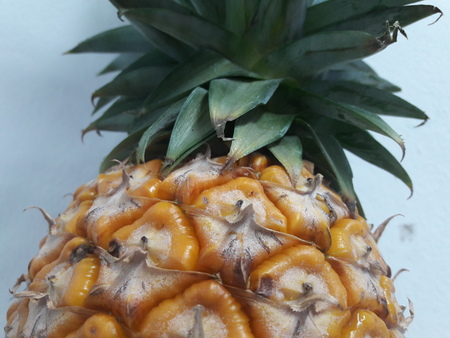 pineappleの写真素材