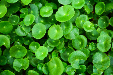 Asiatic leaf green color background.の写真素材