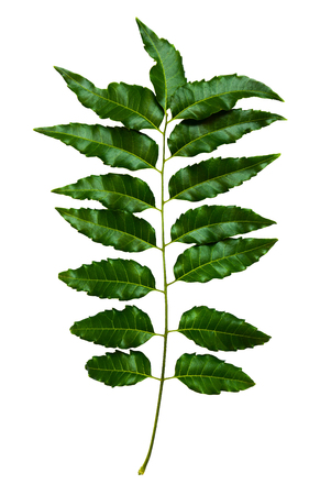 green leaf isolated on white background.の写真素材