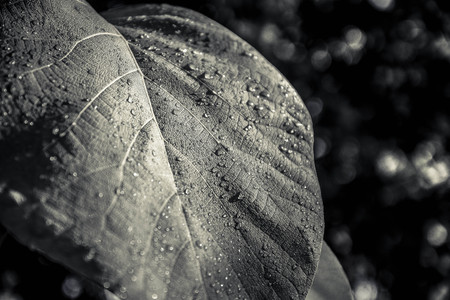 green leaf teak black&white tone tree from thailand.の写真素材