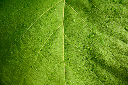 green leaf teak tree from thailand,texture leaf.の写真素材