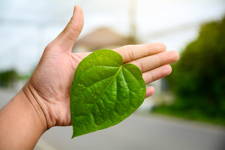 Green leaves of the plant in hand Natural backgroundの写真素材
