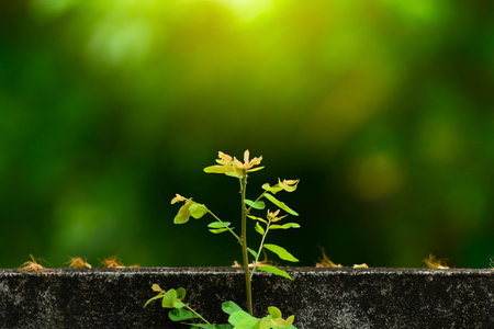 plant grows on wall  and symbolizes struggle and restart