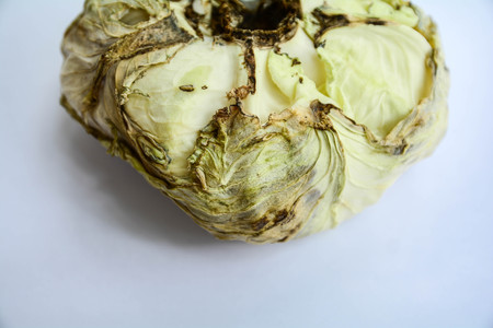 Cabbage rotten vegetables on white backgroundsの写真素材