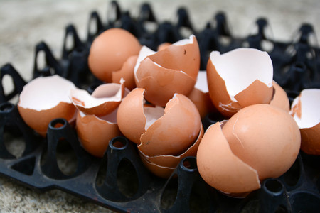 Shell eggs in Egg tray.の写真素材