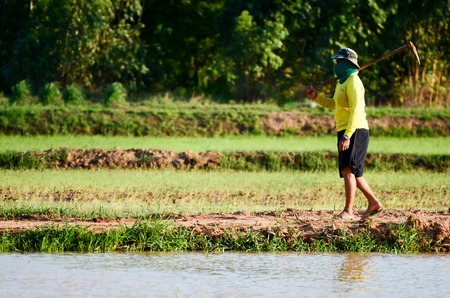 farmer plowing in rice Fields.の写真素材