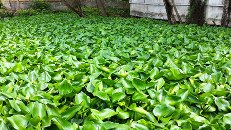 Hyacinth in the swampの写真素材