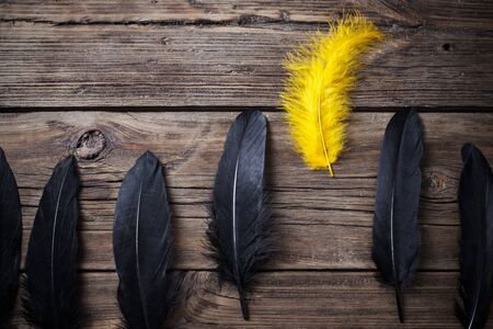 yellow and black feathers on old wooden backgroundの写真素材