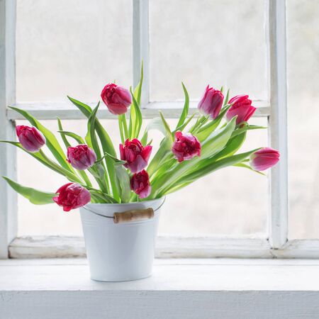 red tulips on old white windowsillの写真素材