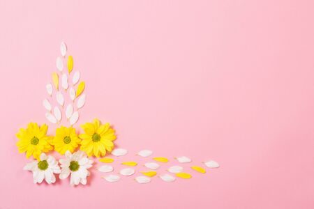 white and yellow chrysanthemum on pink  paper backgroundの写真素材