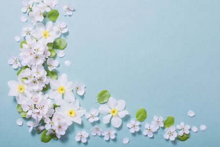 white narcissus and cherry flowers on blue paper backgroundの写真素材